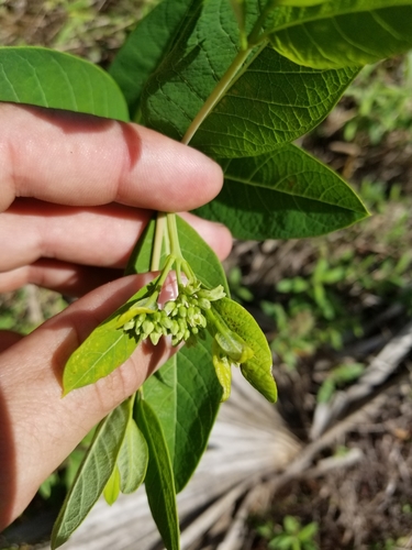 Apocynum cannabinum