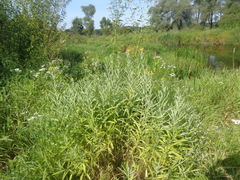 Jacobaea paludosa lanata