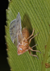 Bothriocera drakei