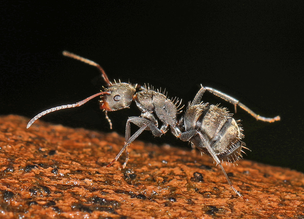 Black Compact Carpenter Ant