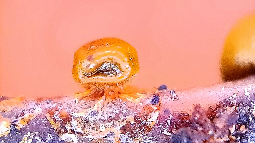 Craterium brunneolum