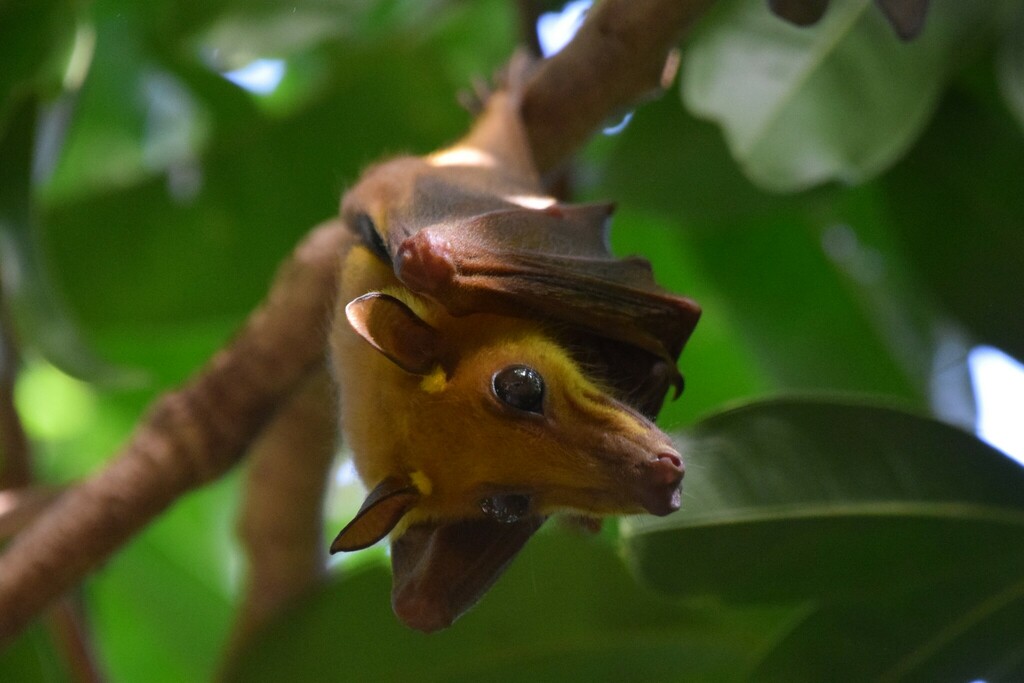 Gambian Epauletted Fruit Bat from Caravela, GW-BL, GW on January 13 ...