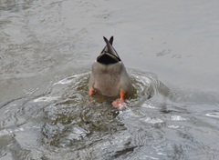 Anas platyrhynchos