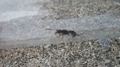 Poneracantha triangularis