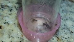 Poneracantha triangularis