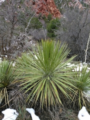 Yucca utahensis