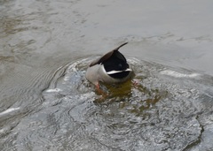 Anas platyrhynchos