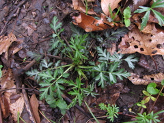 Geum laciniatum