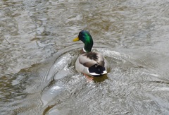 Anas platyrhynchos