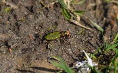 Cicindela campestris