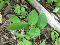 Uvularia perfoliata