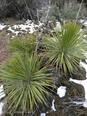 Yucca utahensis