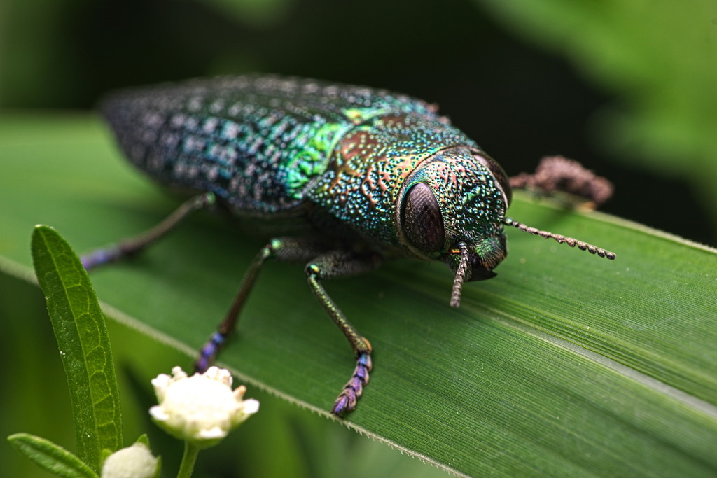 Lampetis cyanitarsis
