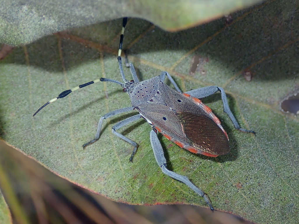 Molchina linnei