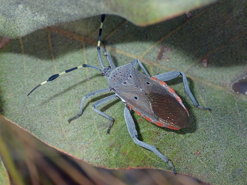 Molchina linnei