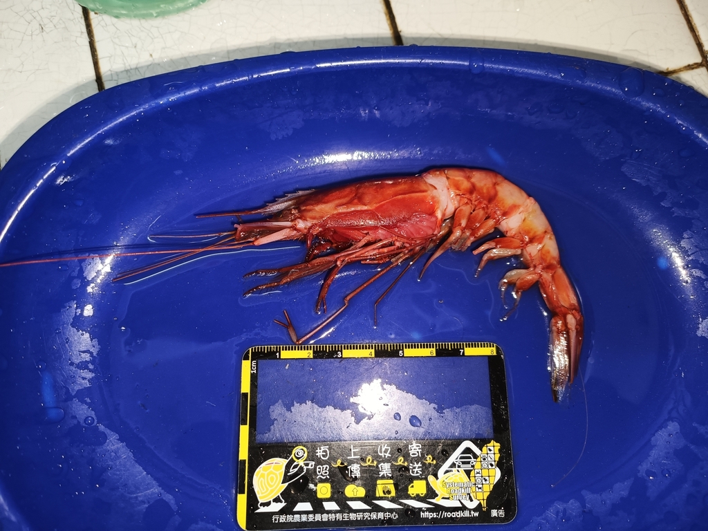 Giant gamba prawn