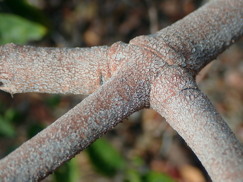 Image of Hancornia speciosa by no rights reserved