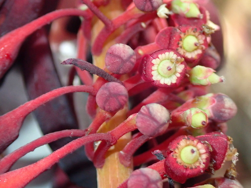 Image of Norantea guianensis by no rights reserved