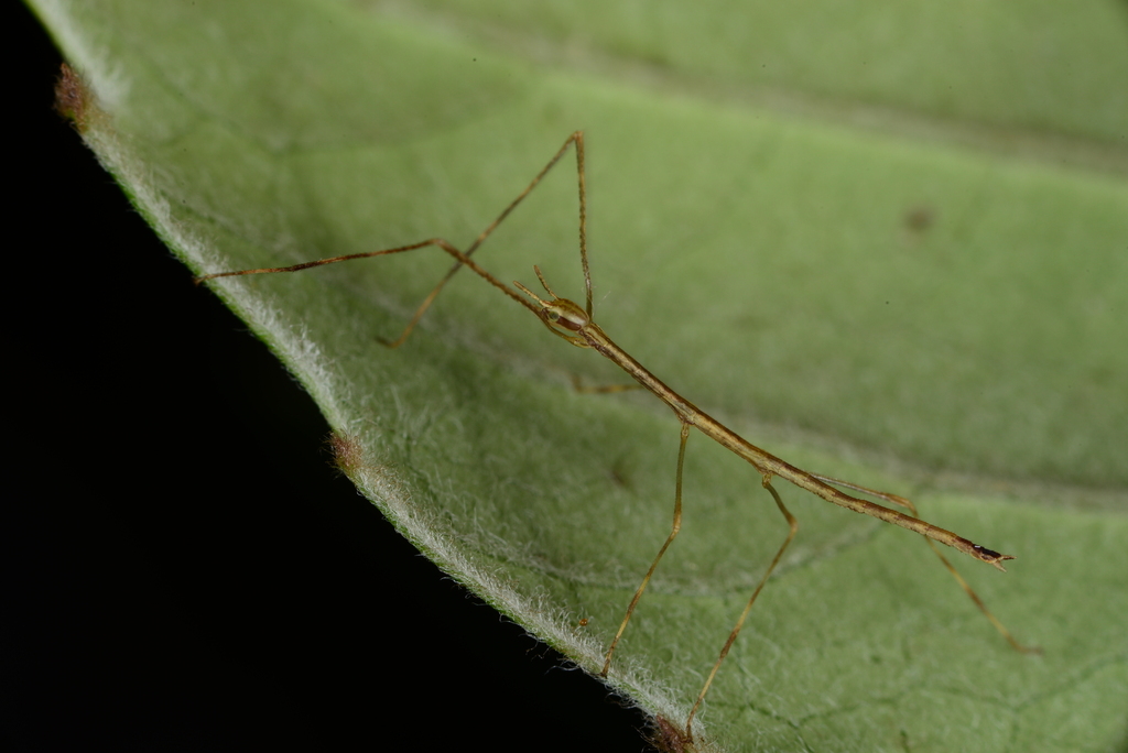 Artemis Stick-insect