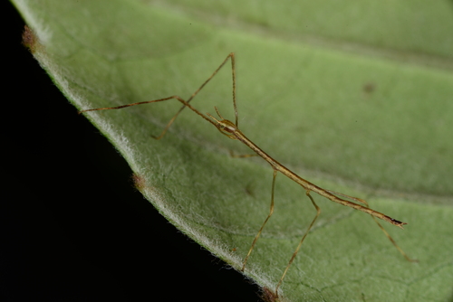 Artemis Stick-insect