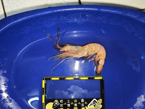 대롱수염새우