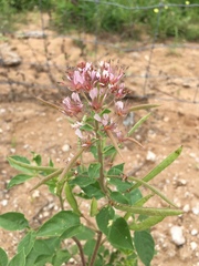 Polanisia dodecandra riograndensis