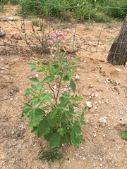 Polanisia dodecandra riograndensis