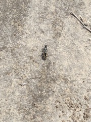 Cicindela latesignata