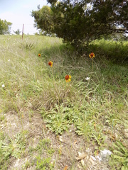 Gaillardia suavis