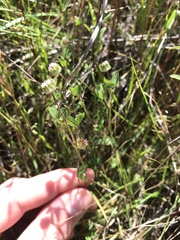 Trifolium microdon