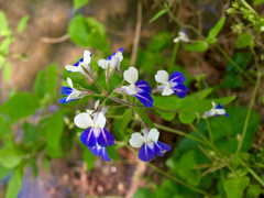 Collinsia verna