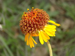 Gaillardia suavis