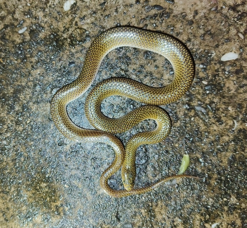 Photo of a Twin-spotted Wolf Snake (Lycodon jara)