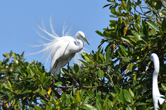 Ardea alba egretta image