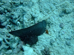 Ablabys macracanthus