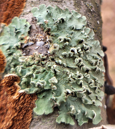 Powder-edged Speckled Greenshield