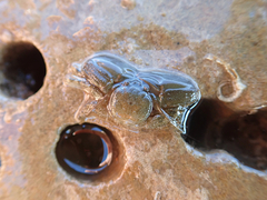 Petrolisthes cabrilloi