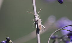 Leptoglossus chilensis