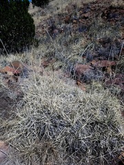 Muhlenbergia emersleyi