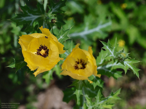 Golden pricklypoppy (Argemone aenea)