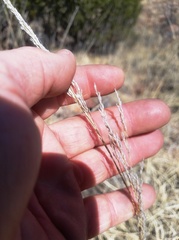 Muhlenbergia emersleyi