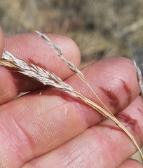 Muhlenbergia emersleyi