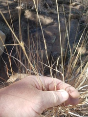 Schizachyrium cirratum