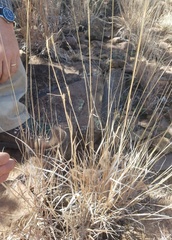 Schizachyrium cirratum