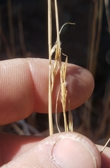 Schizachyrium cirratum