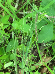 Festuca subverticillata