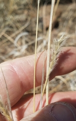 Elionurus barbiculmis