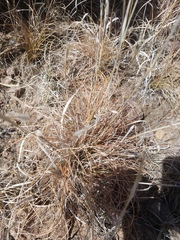 Elionurus barbiculmis