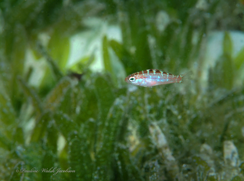 Chalk bass (Serranus tortugarum) — Serranidae