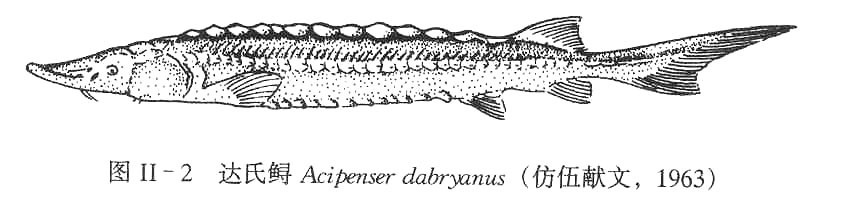 Yangtze Sturgeon (Acipenser dabryanus) - Marine Life Identification